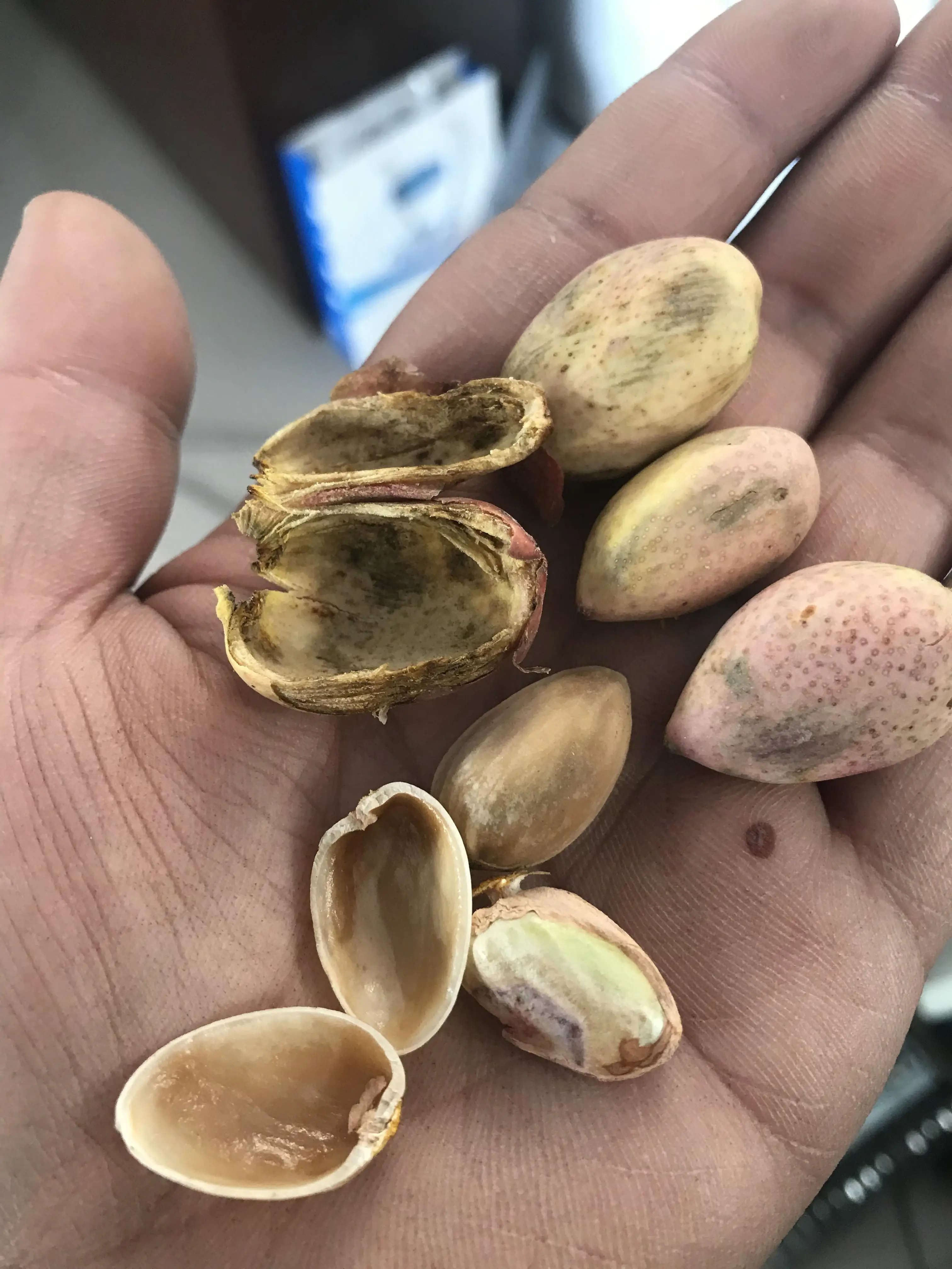 Hot Selling Pistachio Peeling Machine Fresh Pistachios Peeling Machine Inca Fruit Peeling With Low Price details