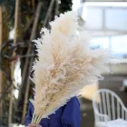 60-80cm Yunnan Best Seller Dried Natural Beige Pampas Grass For Wedding Decorative