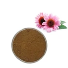 Extract Professional Factory Purpurea Herb Organic Echinacea Extract