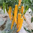 Yellow Pepper Seeds China High Quality Hybrid F1 Long Yellow Hot Pepper Chili Seeds For Planting