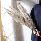 Wholesale Phragmites Natural Dried Large Decorative Tall Pampas Grass