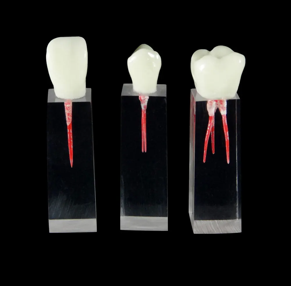 Wholesale Dental Root Canals Training Models Tooth Model For Practising