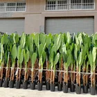 Banana Hotel Event Decoration Artificial Banana Plant Tree