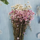 Chrysanthemum Gift Rodanthe Chrysanthemum Dried Flowers Preserved Daisies Dried Flower For Small Gift