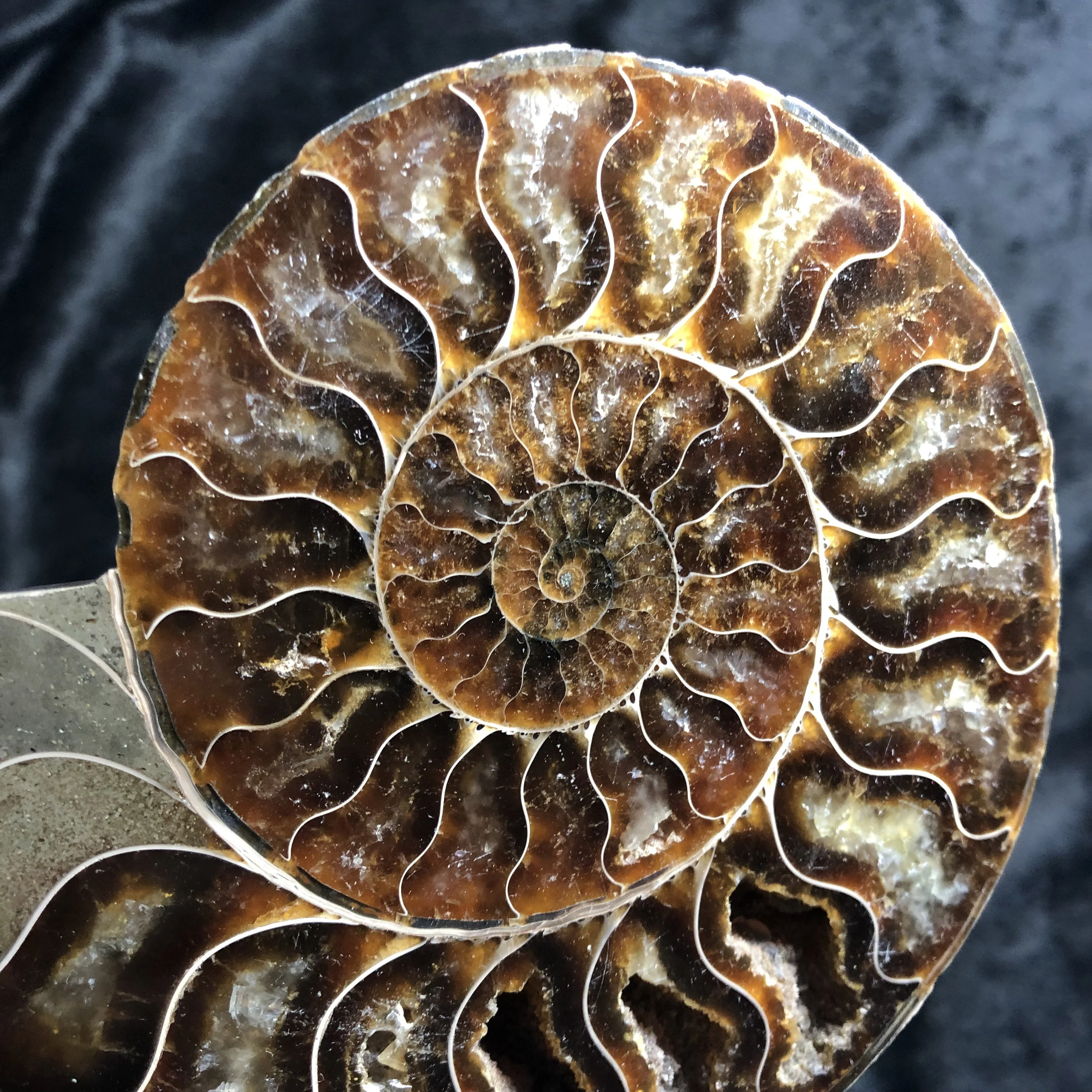 Wholesale Natural Ammonite Fossil Druzy Geode Snail Slab Ammonite Fossil  For Decoration - Buy Ammonite Fossils For Sale,Ammonite Fossil Sterling  Jewelry,Crystals Healing Stones Product on 