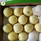 Pears Pear Pear Fruit Good Price Fresh Fruits Pears Pears Soap Fresh Fresh Shandong Pear For Export