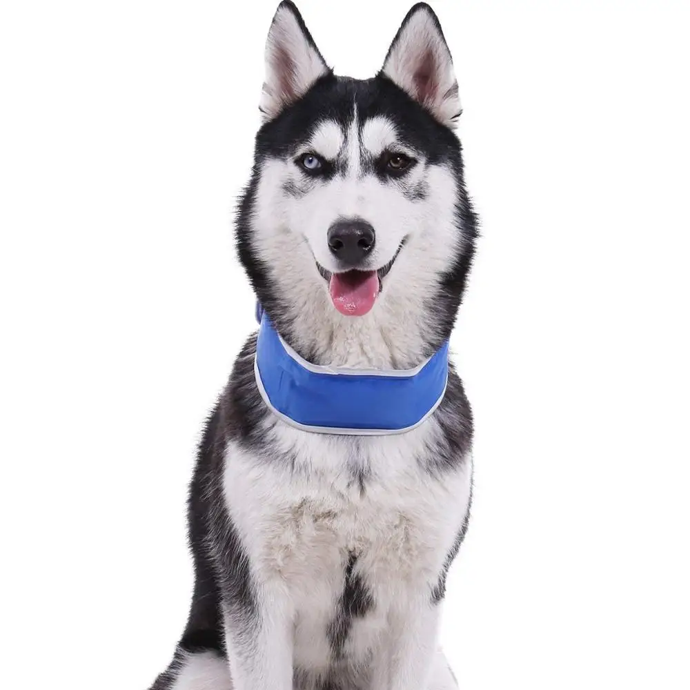 different dog collars