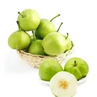 fresh pear from china common pear high quality pear