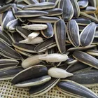 Sunflower Sunflower Seeds Raw Chinese Wholesale Sunflower Seeds