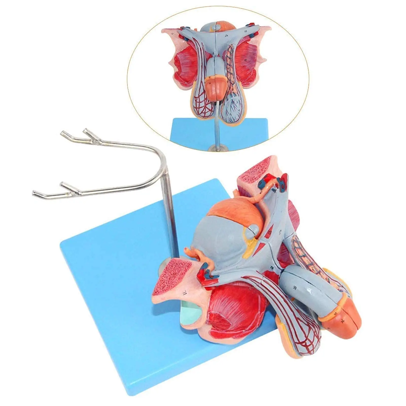 Kyrenmed Male Genital Organ Model Reproductive Anatomical Model