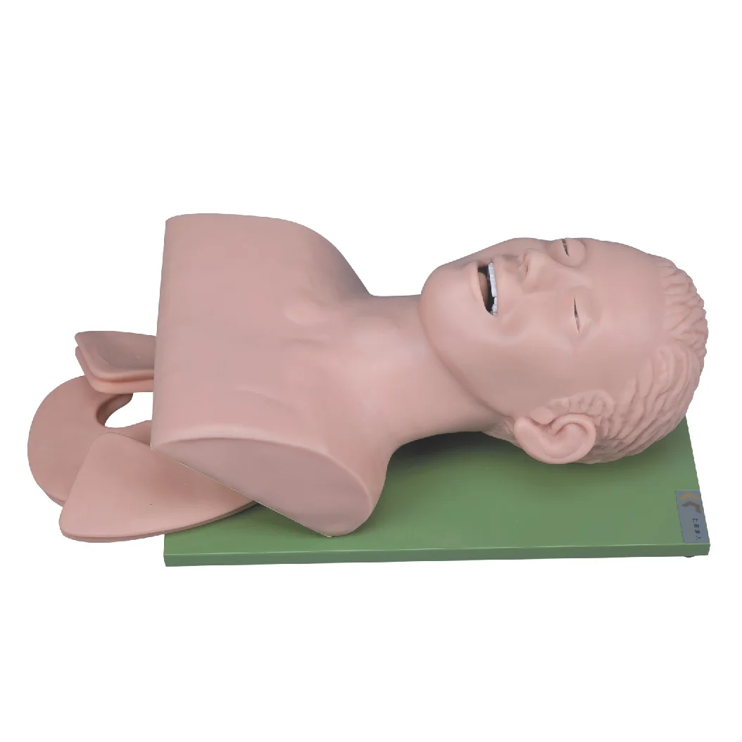 Medical Teaching Trachea Intubation Surgical Training Model Infant