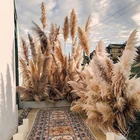 Floral Decoration Wholesale Wedding Floral Dry Natural Pampas Grass Flower For Wedding Decoration