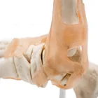 Model Foot Joint Model With Ligaments