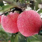 Fuji Apple Fuji Fresh Red Fuji Apple Fruit