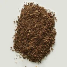 Tea Seeds New Type Top Quality Professional Cheap Plant Powder Tea Seeds