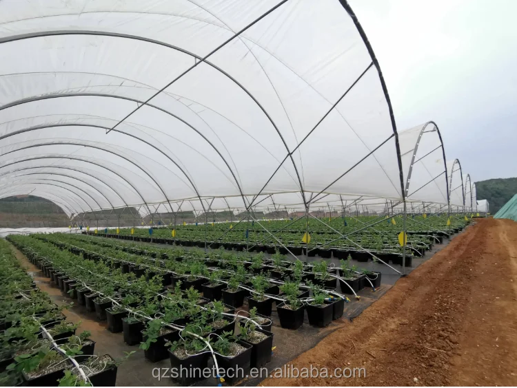 berry greenhouse