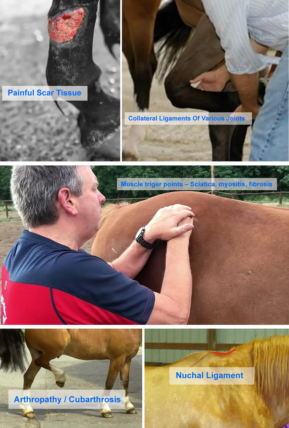 horse protocols.jpg