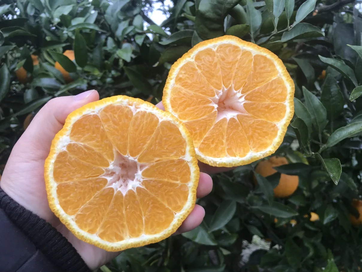 China Sweet Mandarin Tangerines Orange Sandtang Mandarin On Sale
