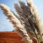 Wholesale Phragmites Natural Dried Large Decorative Tall Pampas Grass
