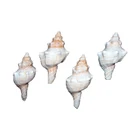 Sea Shells Shell 2021 New Arrival Sea Shells Mixed Beach Seashells Housing Shell