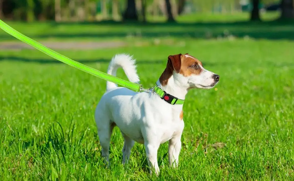 green durable dog collar