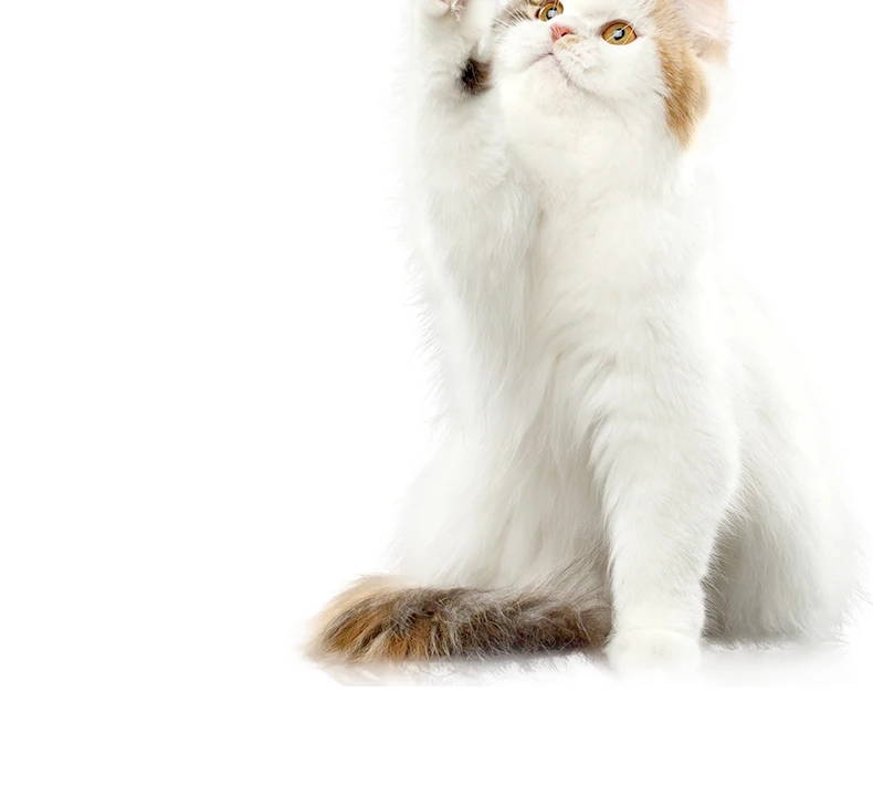 New high quality colorful fish wings stirring cat toys sound pet toys Pet supplies factory