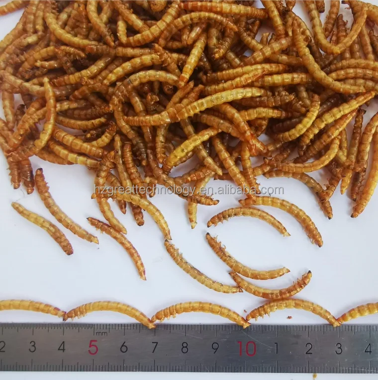 dried mealworms 5kg