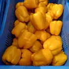 Yellow Pepper Seeds Yellow Color SP 1309 F1 Long Blocky Hybrid F1 Yellow Sweet Pepper Seeds