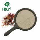 Natural Irish Moss Powder Natural Hot Sale Chondrus Crispus Sea Moss Irish Sea Moss Powder Irish Moss Supplier