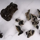 3-4cm Factory Wholesale Fungus Wild Dry Black Fungus