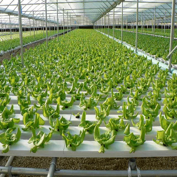 Soilless Cultivation Hydroponic Tube Plant Vegetables Fruits Flowers In