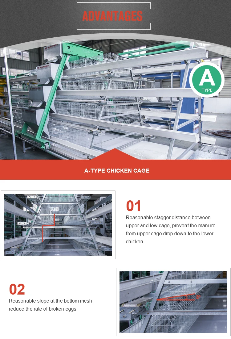A type chicken cage