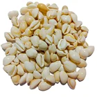Shells Fish Children's Toy Shells After Polishing Of Pure Natural Shells Fish Tank Decoration