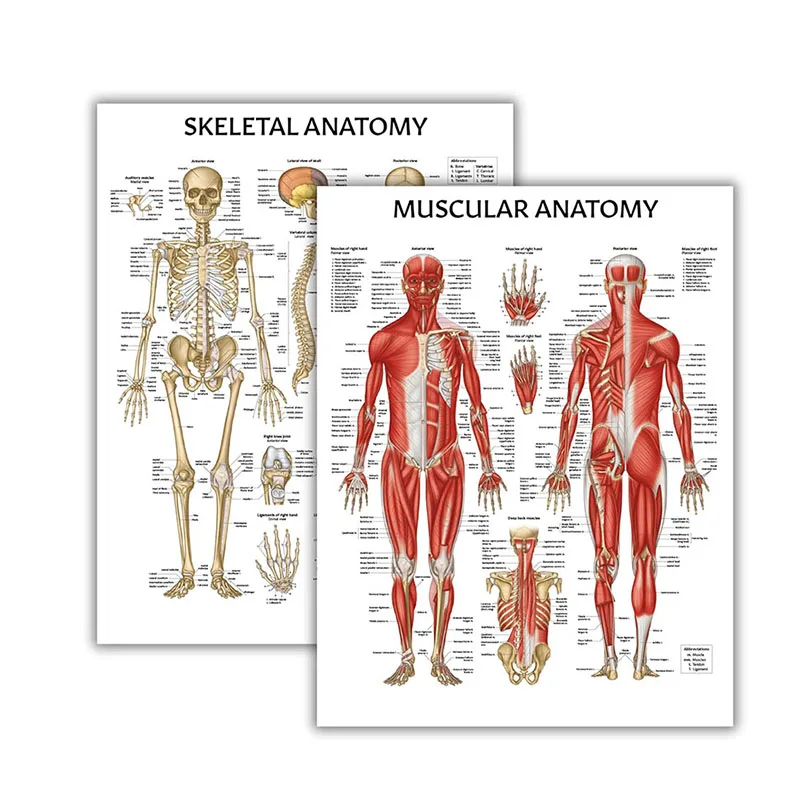 Muscular Skeletal Anatomy Poster Set Anatomy And Physiology Poster