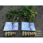 Agricultural PGA For Water And Nutrition Retention Gamma Polyglutamic Acid PGA For Improving Soil Quality