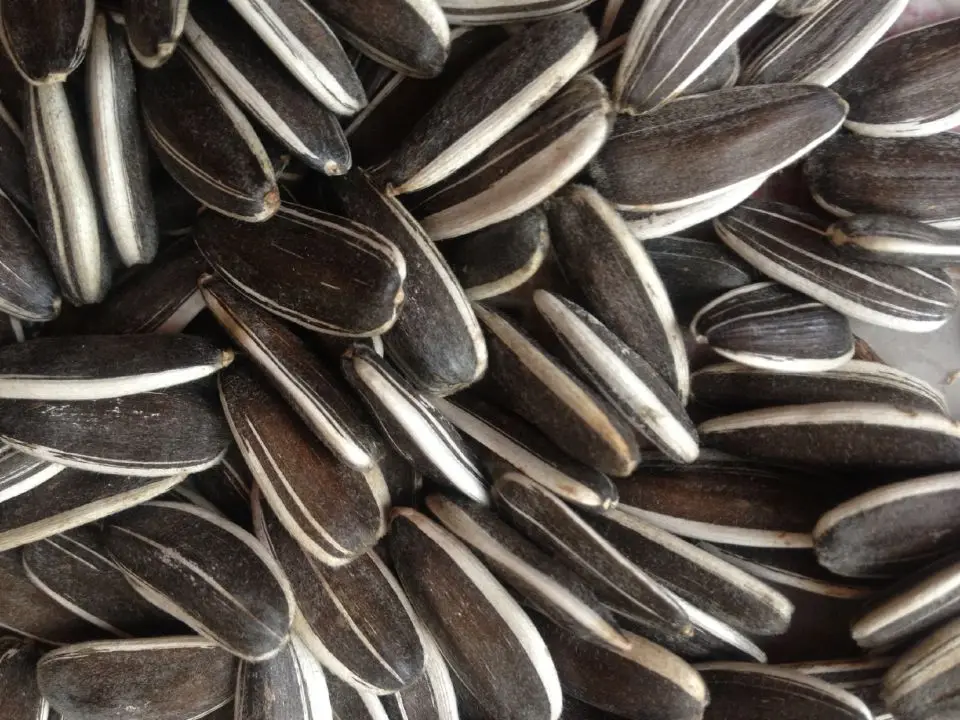 sunflower seeds