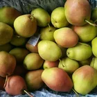 Red Fragrant Pear/Fresh Sweet Pear/pear