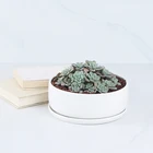 New Succulent Plant Combination Large Round Flowerpot Black And White With Porcelain Pot