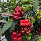 Pepper Seeds Special Shape Green/ Red Chili Hot Pepper Seeds For Planting