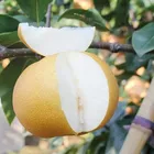 Pear Low Price High Quality Sweet Fresh Qiu Yue Pear