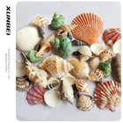 Sea 2021 Wholesale Decorate Various Size Strange Sea Natural Conch Shell Pearl Home Decoration Crafts Shell Set