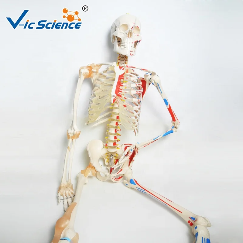 Skeleton With Muscles And Ligaments 180cm Tall Hot Sell Body Male Model