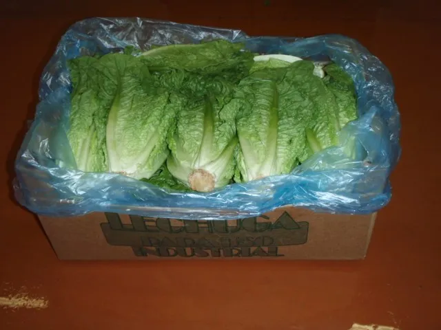 Fresh romaine lettuce fresh vegetables