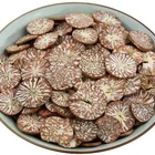 Nuts Betel Nuts High Purity Natural Betel Nuts Quality Assurance Factory Direct Sales Areca Catechu