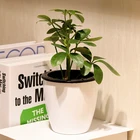 Succulent Planter Pot Potted Plants Chinese Manufacturing Companies Indoor Decoration