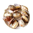 Cheap Price Delicious MSC Certified Fresh Frozen Seafood Clam Brands
