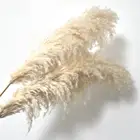 For Wedding Premium Pampas Grass Large Pampas Grass Dried Reed For Wedding Decoration