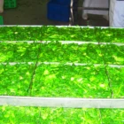 Frozen Vegetables Premium Quality IQF Frozen Fresh Vegetables Green Shepherds Purse For Sale