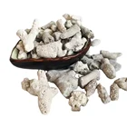 Coral 2021 Factory Direct Sale Price Low Quality Coral Sand