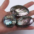 Abalone 50-60mm Natural Polished Shell Natural Craft Abalone Shell